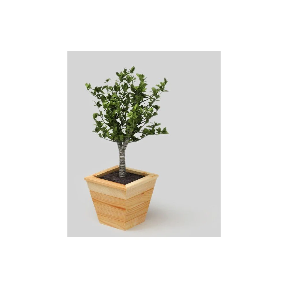 Přírodní květináč Only Wood Vela v:793308