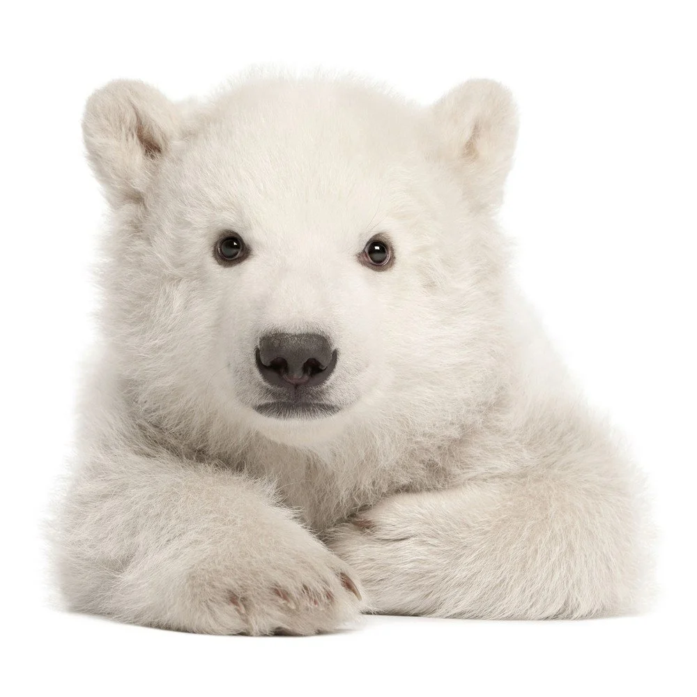 Nástěnná samolepka Dekornik Polar Bear, 58 x 55 cm v:980798