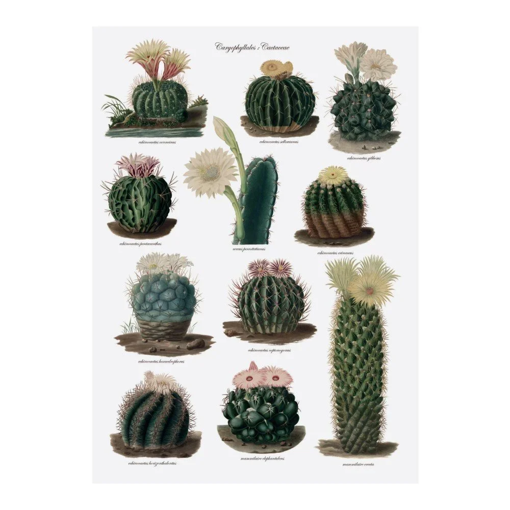 Utěrka na nádobí Magpie Botanical Cactus v:947522