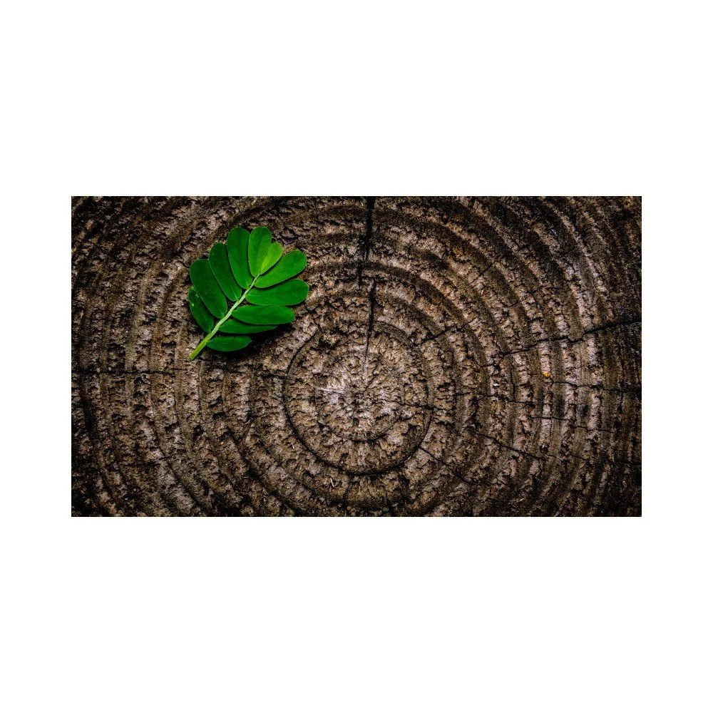 Víceúčelová podložka Papillon Forrest v:890332