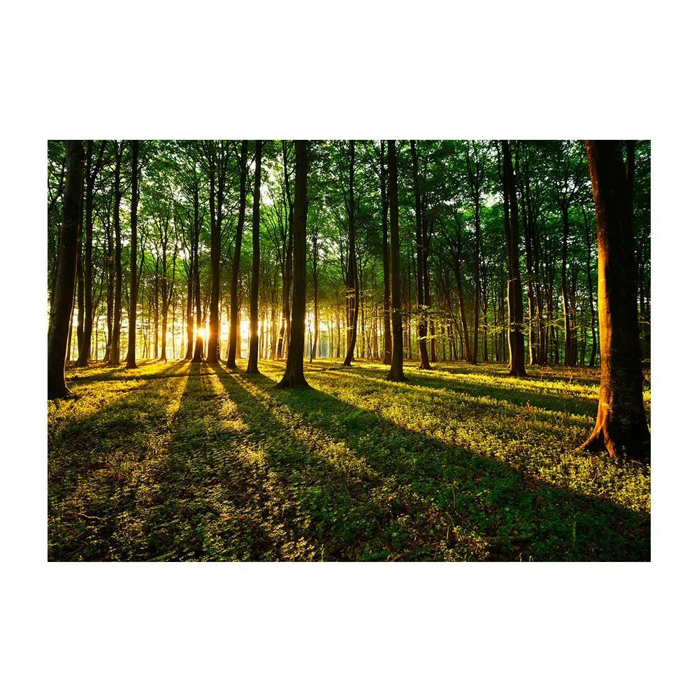 Velkoformátová tapeta Artgeist Spring Morning in the Forest, 200 x 140 cm v:1376297