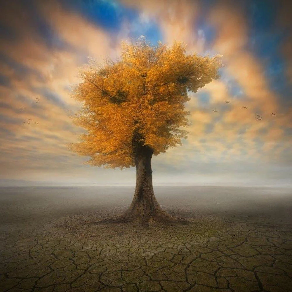 Skleněný obraz DecoMalta Tree, 30 x 30 cm v:819288